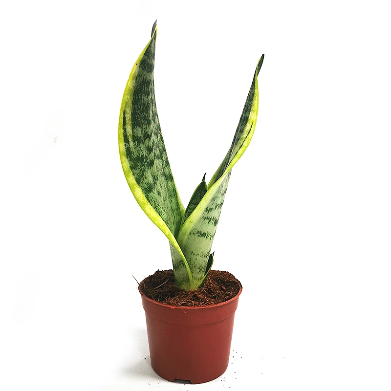 Garden Ornaments Celebrate Friendship with Sansevieria Bonsai Plants