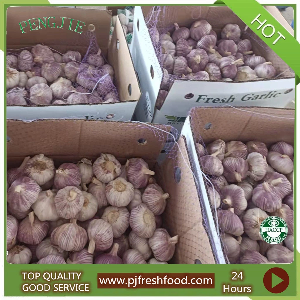 Good Quality New Crop Fresh Garlic Normal White Garlic and Pure White Garlic