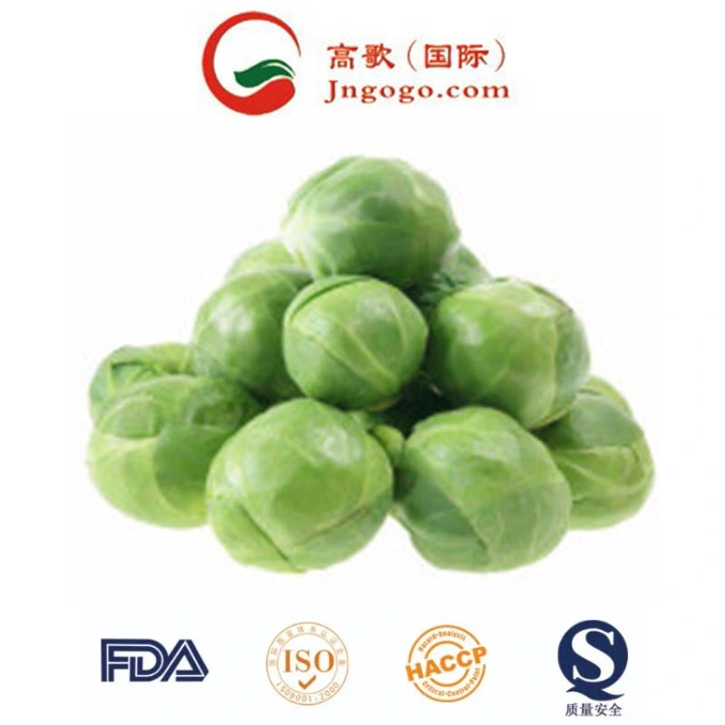 Super Quality Chinese Fresh Flat Green Cabbage Napa Cabbage