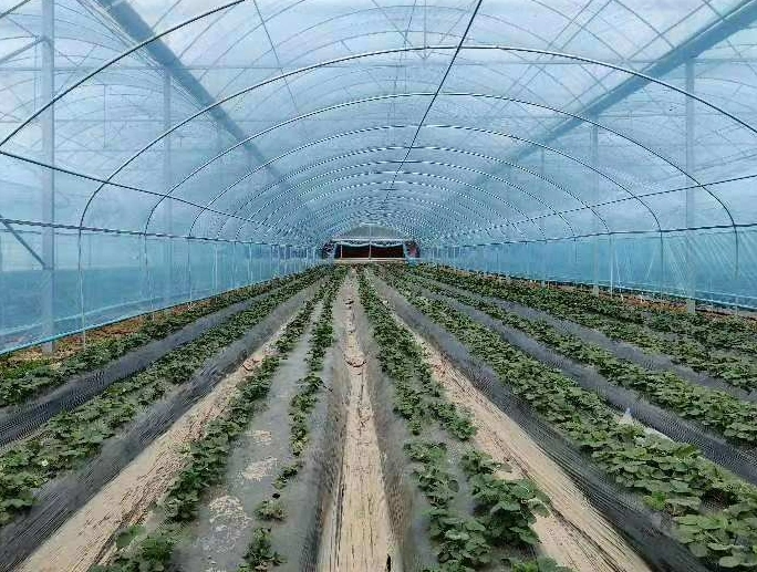 High quality/High cost performance  Greenhouse Film, 1-5 Years Po Film, 22m Agricultural Film