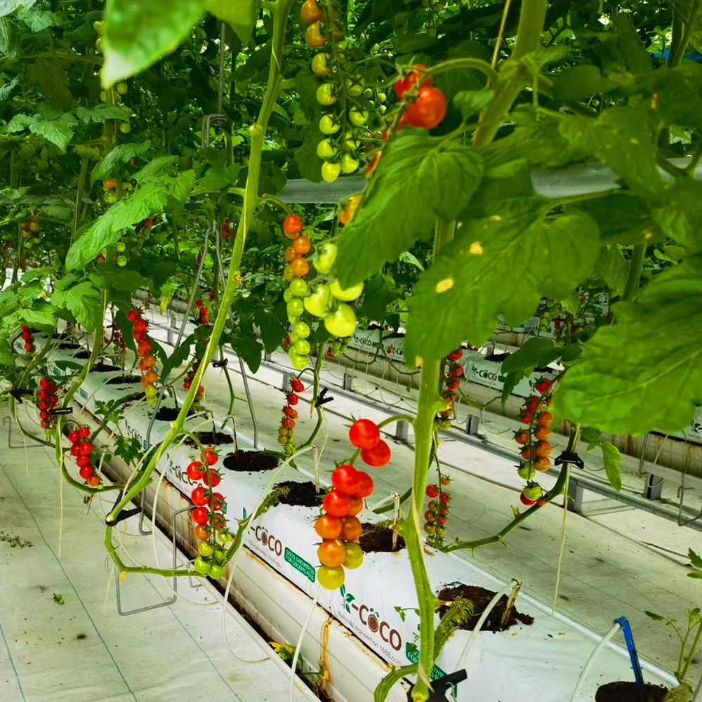 نظام الهيدرولوجيا القنوات العمودية النر م (ثقافة المياه العميقة) في حديقة الزهور Greenhouse Farm مع محلول غذائي