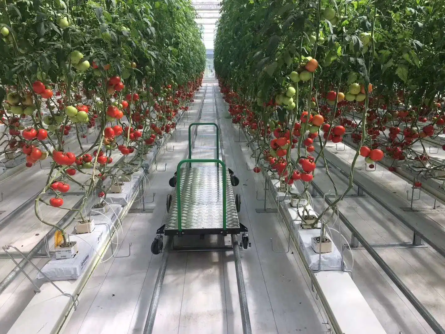 Fully Automatic Intelligent Green House Hydroponics Soiless Culture