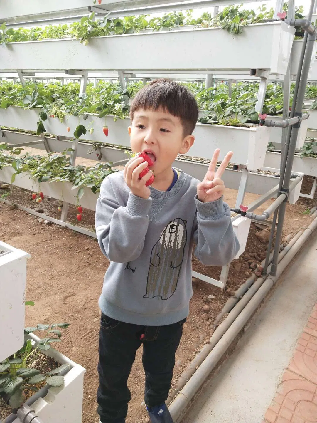 Extensive Hydroponics System Rows of Ripe Red Strawberries Drainage Gutter