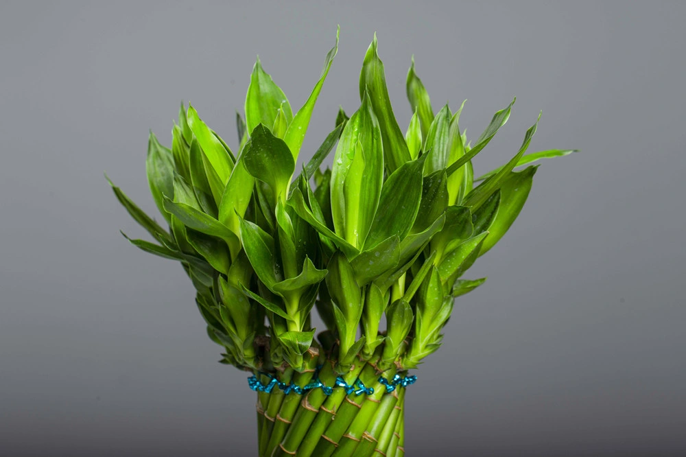 Dracaena Sanderiana Lucky Bamboo Twisted Live Plant Home Decoration