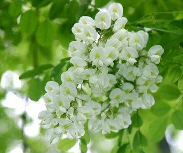 Sophora Japonica Extract Favorable Price 95% NF11 Rutin 153-18-4