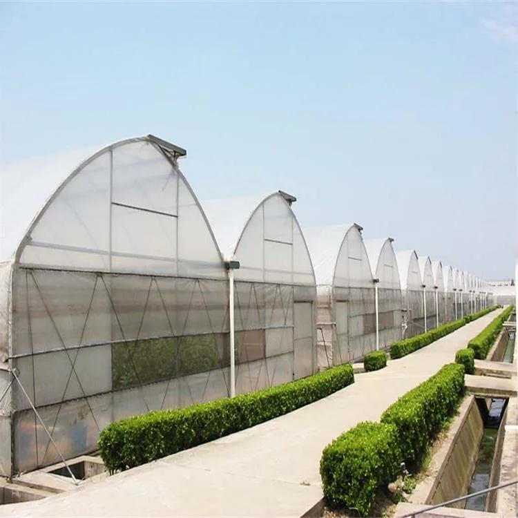 2023 New Muti-Span Agriculture Green House Plastic Film Poly Tunnel Hydroponics Greenhouses Multispan Greenhouse for Sale with Hydroponic Cultivation Systems