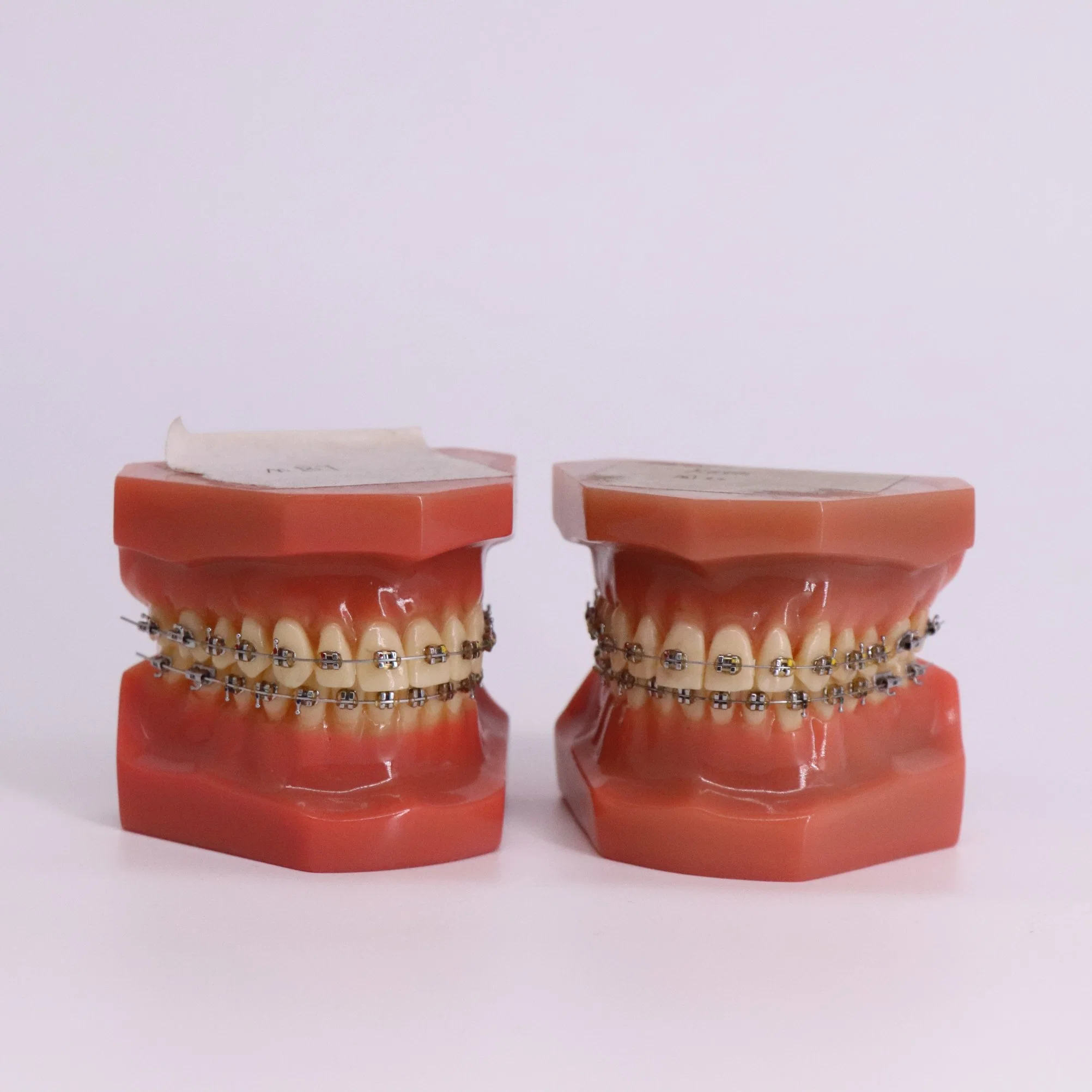 Estudio de la enseñanza de la formación práctica de la anatomía dental dientes modelo de plástico