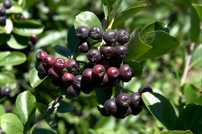 Factory Supply Aronia Extract 5% ~25% Anthocyanidins for Reduce Blood Pressure