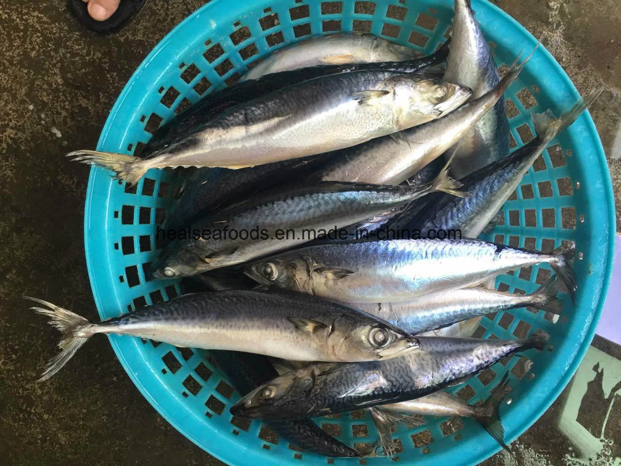 Mejor frescura congelados de pescado Jurel del Pacífico