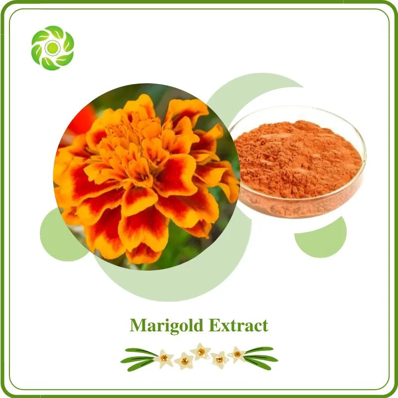 Natural Colorant Marigold Extract 5%-90% Lutein 5%-70% Zeaxanthin Echinacea Purpurea Extract Icariin Eurycomanone Puerarin Pumpkin Seed Extract Mogroside V