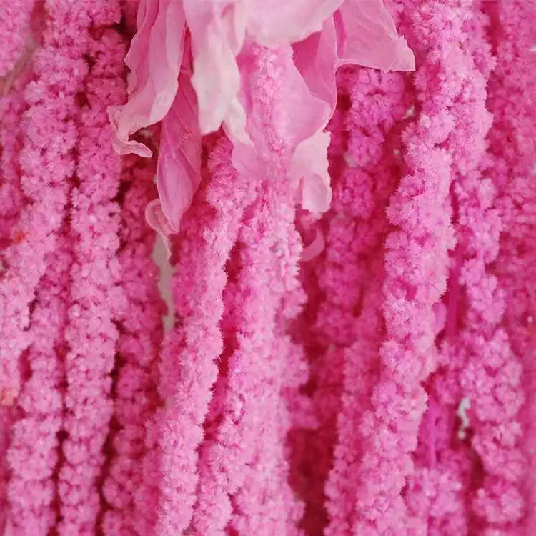 Flores preservadas plantas flores preservadas flores penduradas Amaranthus Caudatus para Casamento Decoração arranjo de flores de bricolage