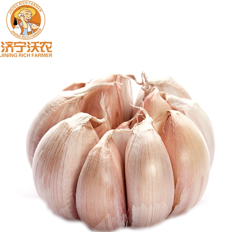 Wholesale/Supplier Export Chinese Best Fresh White Garlic Dried Garlic