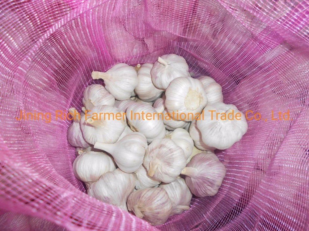 Cheap and Fresh Normal White Garlic for Sale