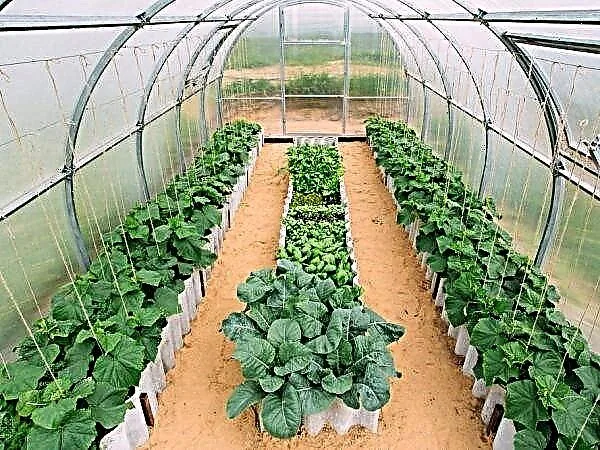 Greenhouse/Lettuce Leaf Vegetable Plant Grow in Greenhouse