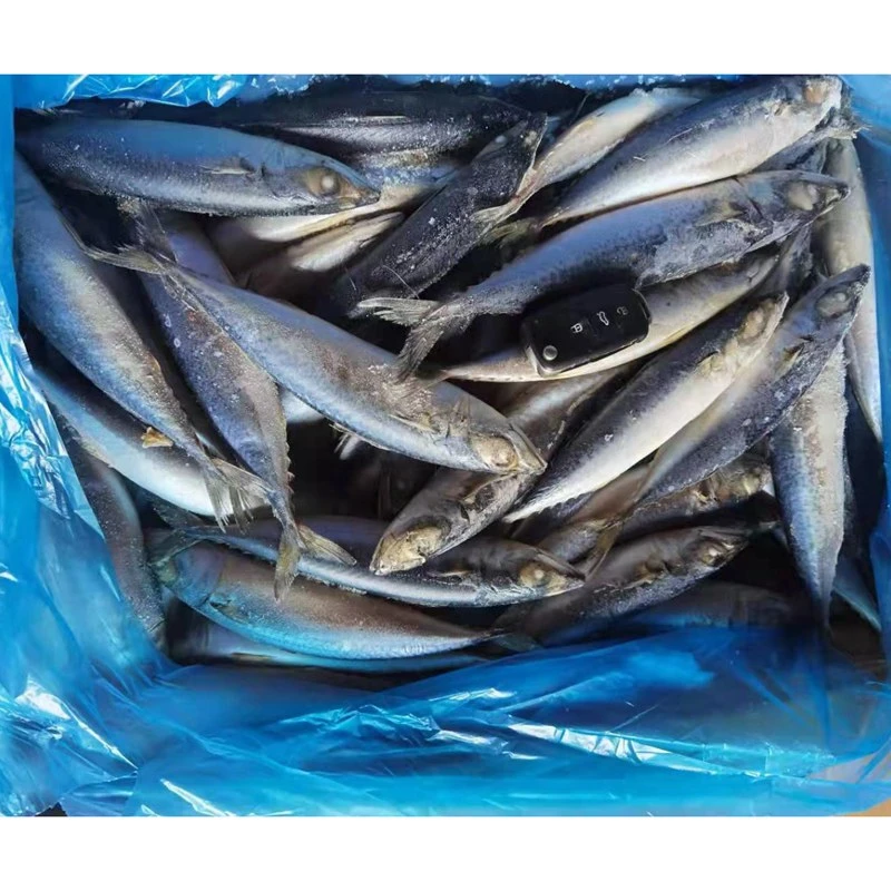 New Landing Frozen Pacific Mackerel Fish 100-150 غ