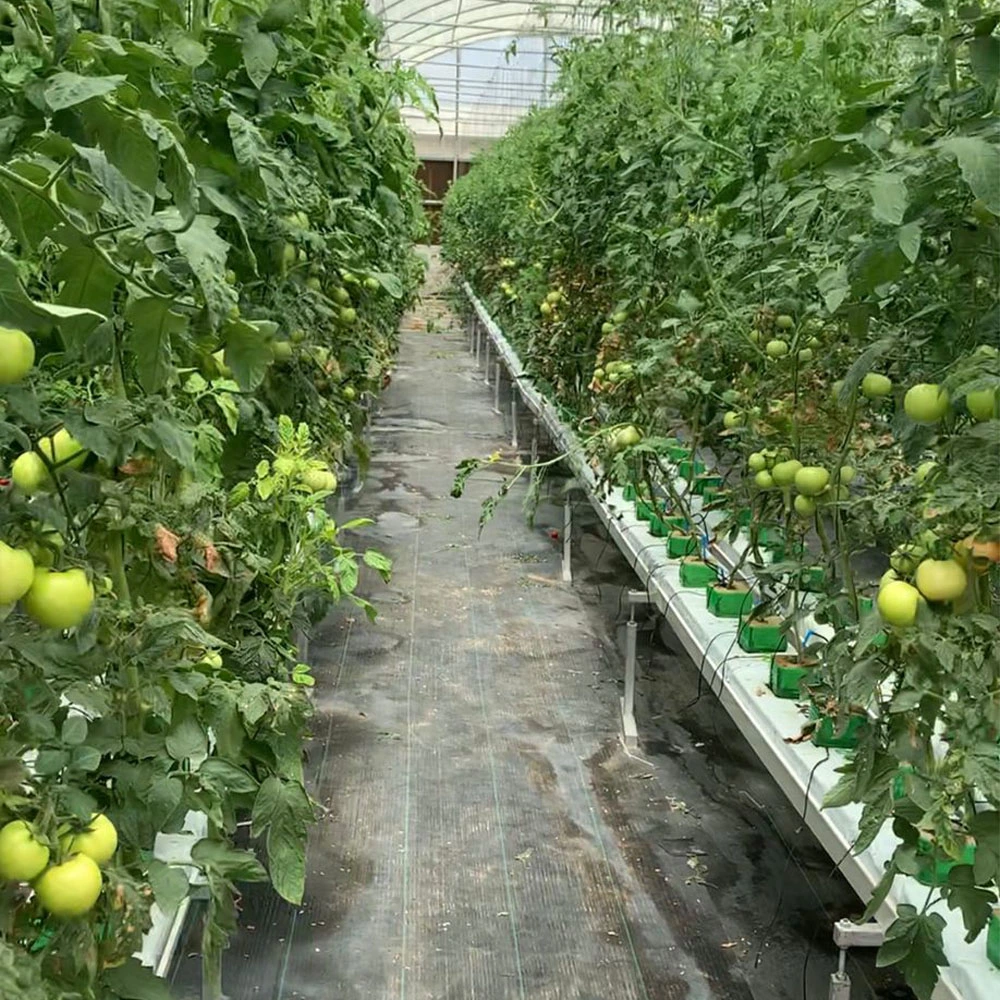 Commercial Tomato Plastic Growing Tube System Large Size PVC Pipe with Cocopeat Grow Bag Drip Irrigation System