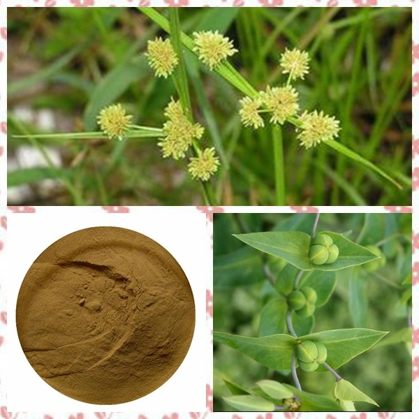 Caper Euphorbia Seed Extract