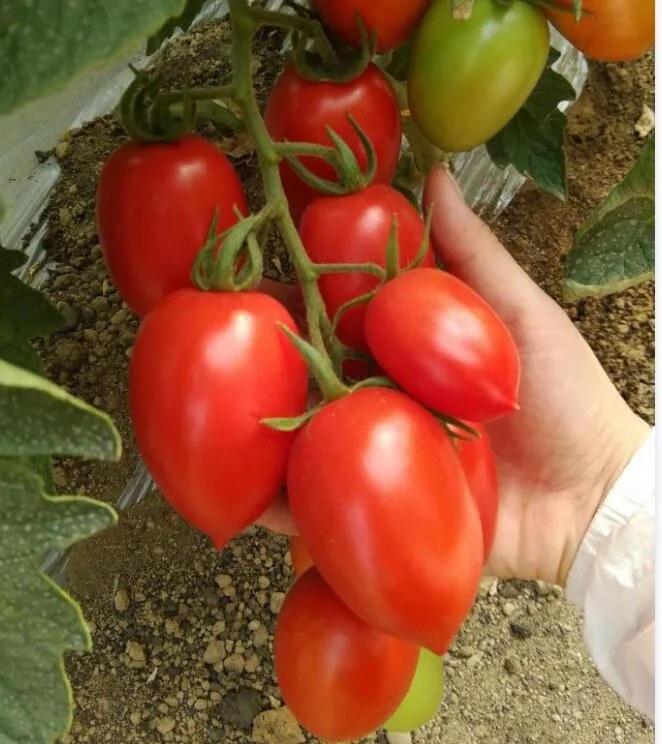 Big Oval Semi Determinate Hybrid Tomato Seeds Vegetable Seed for Sowing