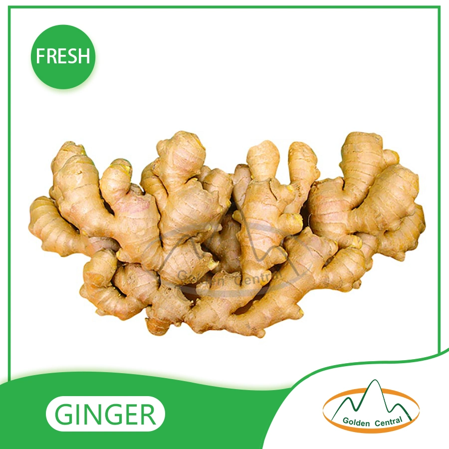 Wholesale/Supplier Organic Fresh Ginger in Best Cheap Price