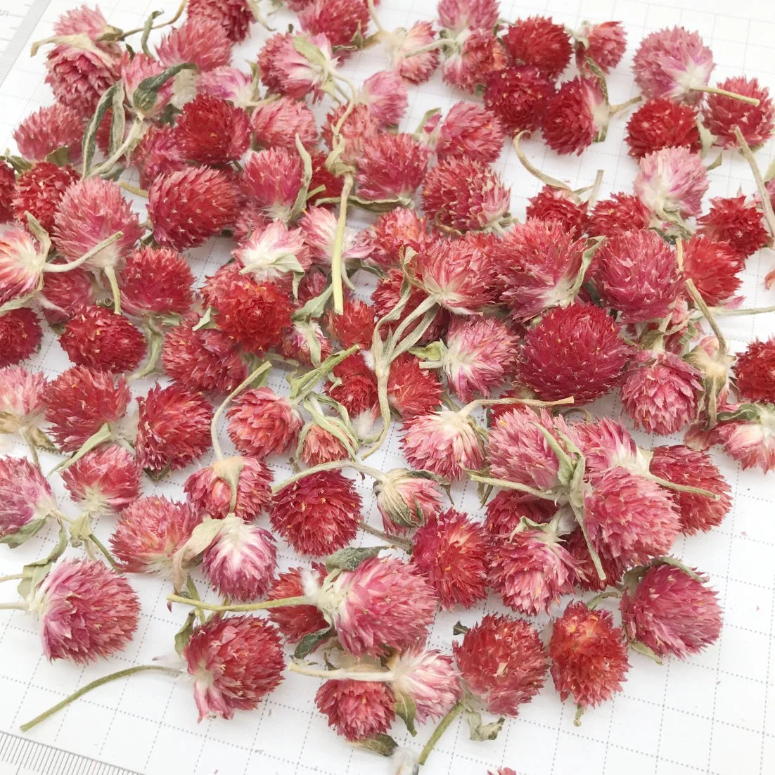 OEM Factory Globe Amaranth Chinese Natural Dried Red Gomphrena Globosa Flower Tea for Face Beauty