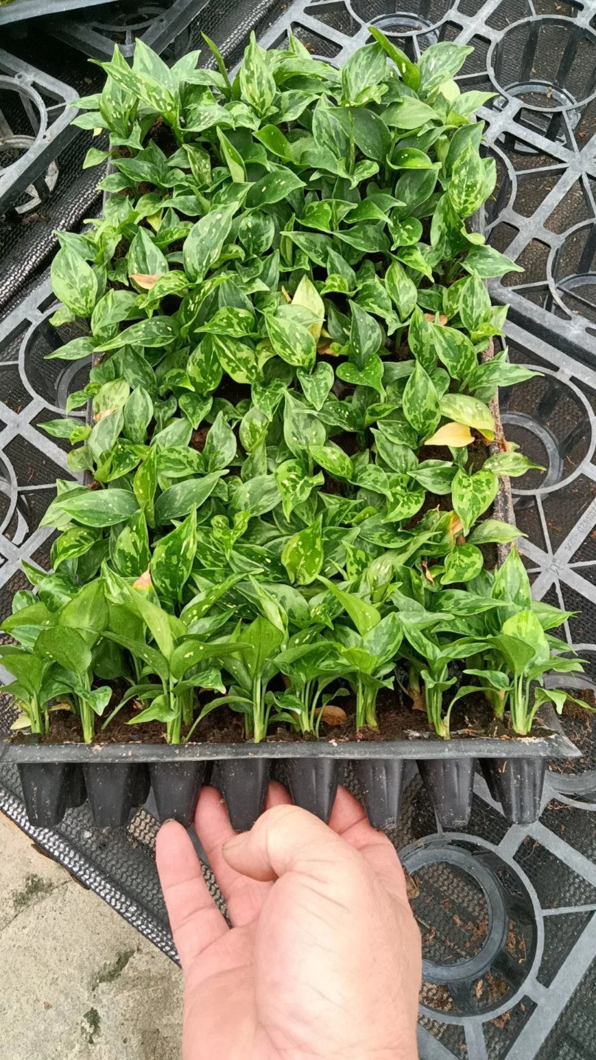 Aglaonema Thai Snowflakes naturel en intérieur semis et plantes