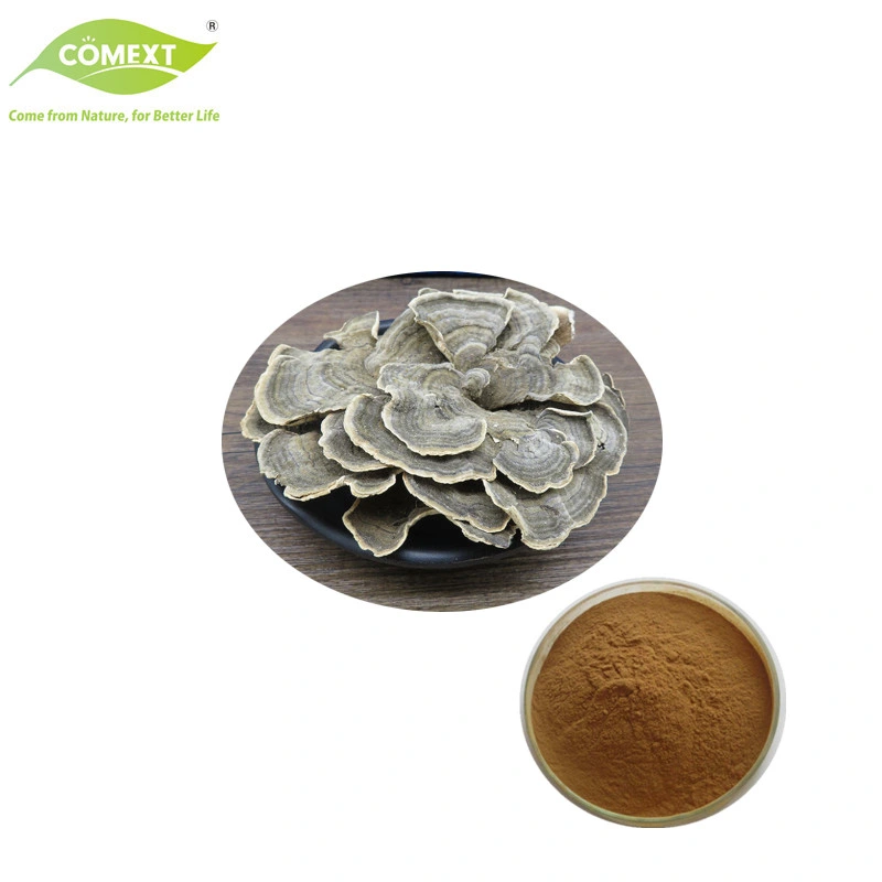 Comext High Quality Mushroom Extract Trametes Versicolor Mushroom Powder Turkey Tail Mushroom Extract