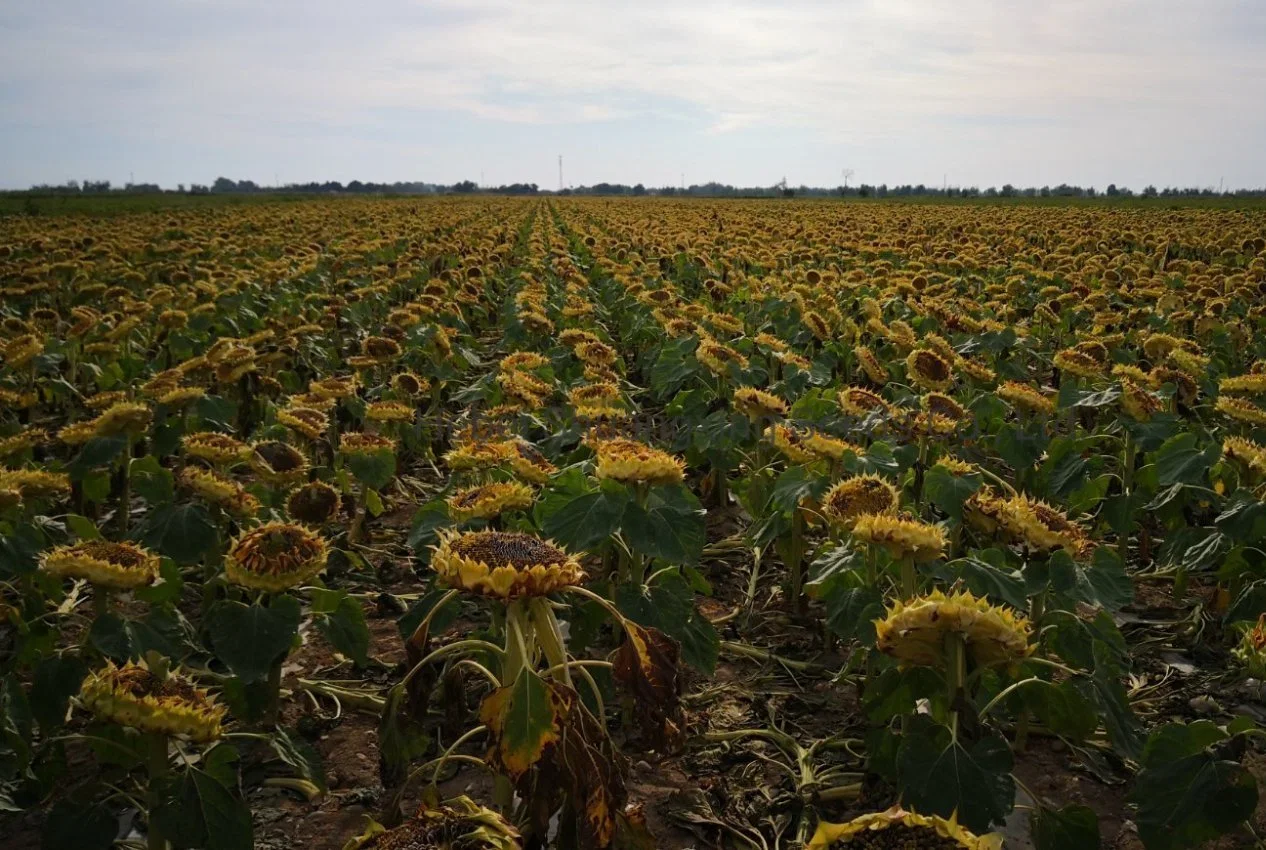 361/363/601 Sunflower Seeds Wholesale/Supplier Price