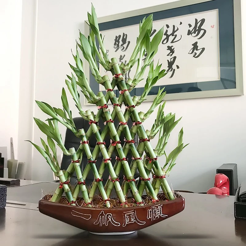 Hotsale Tower Lucky Bamboo Indoor and Outdoor Live Plant Wholesale