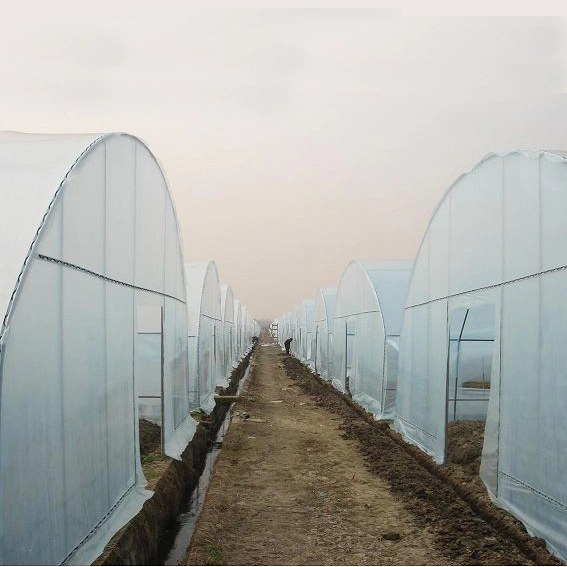 2023 Agriculture Single Span Poly Tunnel Greenhouse for Vegetables/Fruits/Flowers