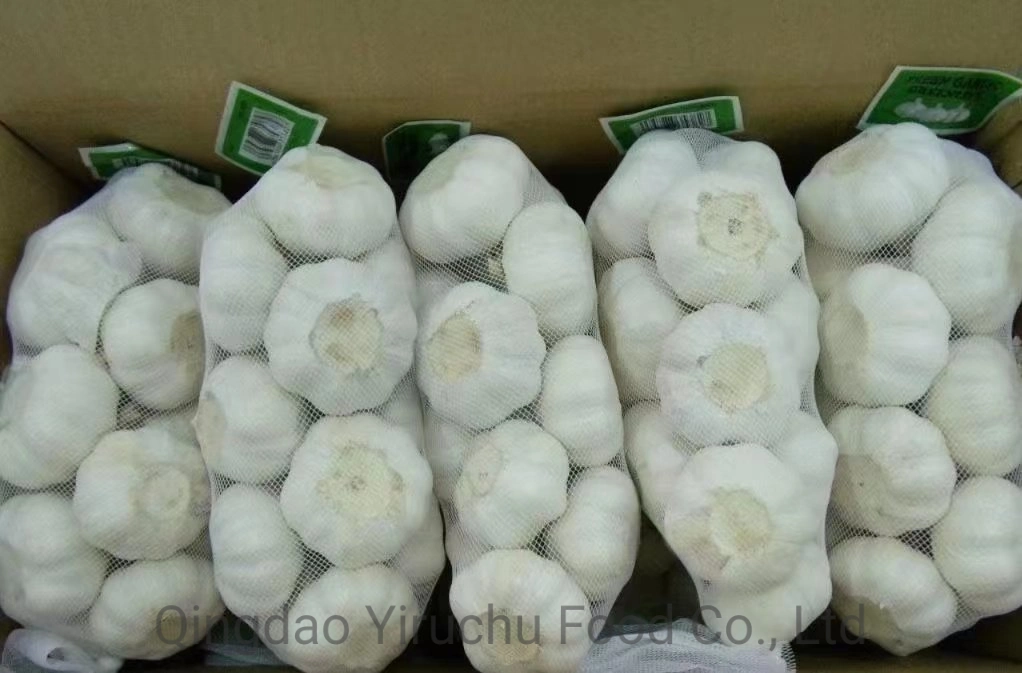 Hot Sale Good Quality, Normal White Garlic