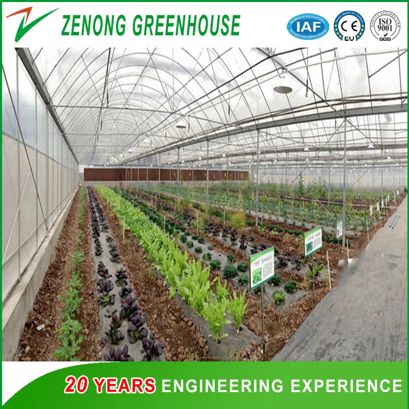 Tunnel Type Arch Film/Poly Greenhouse for Cultivation/Agriculture/Planting Vegetables/Seed Breeding