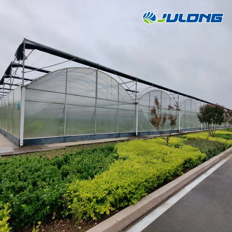 Customized Design Multi Span Plastic Film Greenhouse with Hydroponics System for Tomato/Lettuce Planting