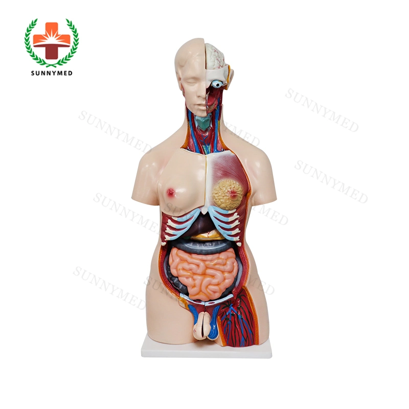 Sy-N018 Escola Médica Dual-Sex humanos modelo de Torso com 23 peças