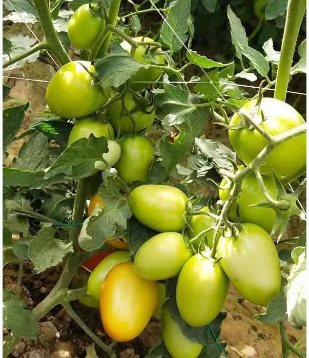 Big Oval Semi Determinate Hybrid Tomato Seeds Vegetable Seed for Sowing