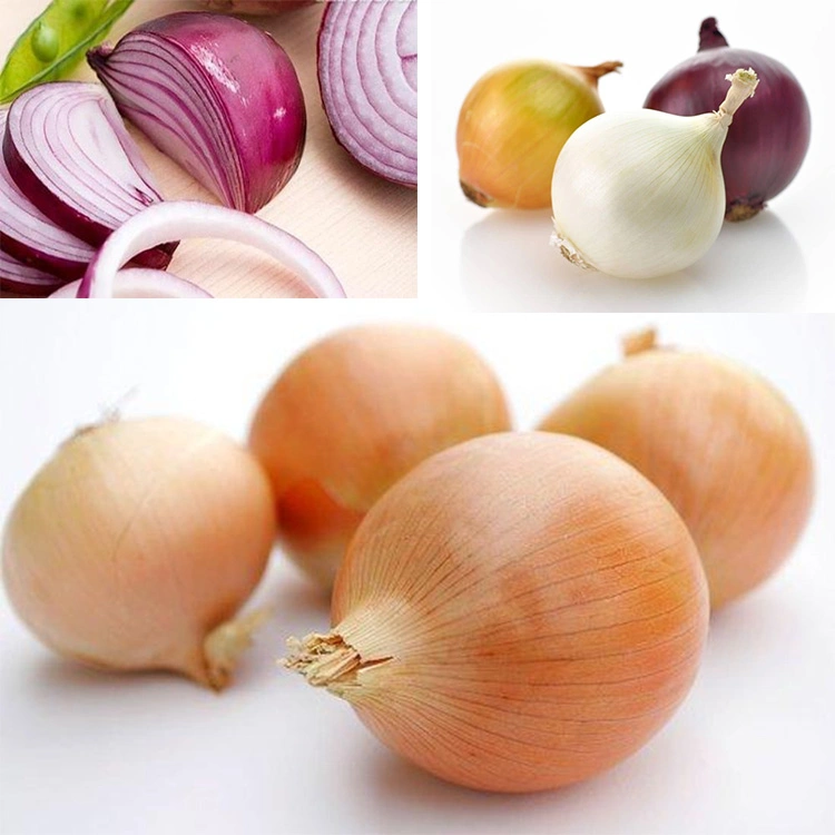 Sheirherb Salling quente High quality/High cost performance  Fresh Yellow Onion com competitivo Preço pó de cebola