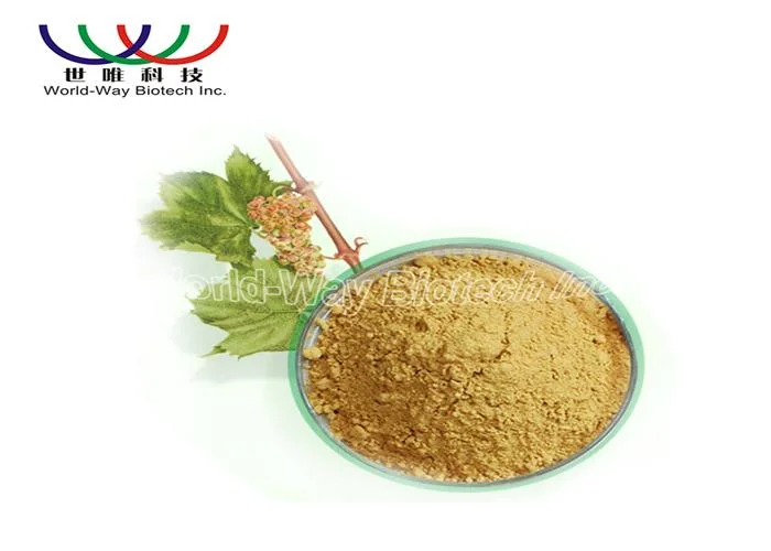 Chinese Tranditional Medicine of Ginger Root Extract Gingerols