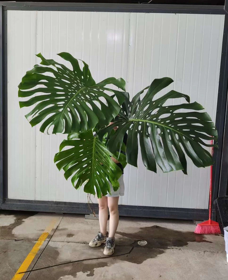 Vente à l'hôtel plantes réelles Monstera deliciosa Bonsai