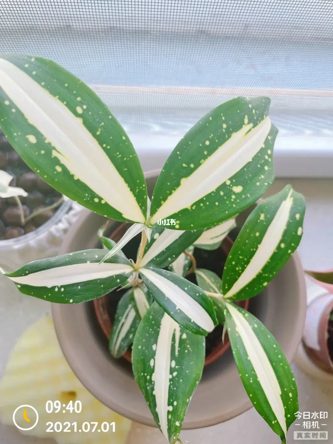 Echte Zimmerpflanzen Bonsai Golden Codiaeum Variegatum (L.) a.. Juss.