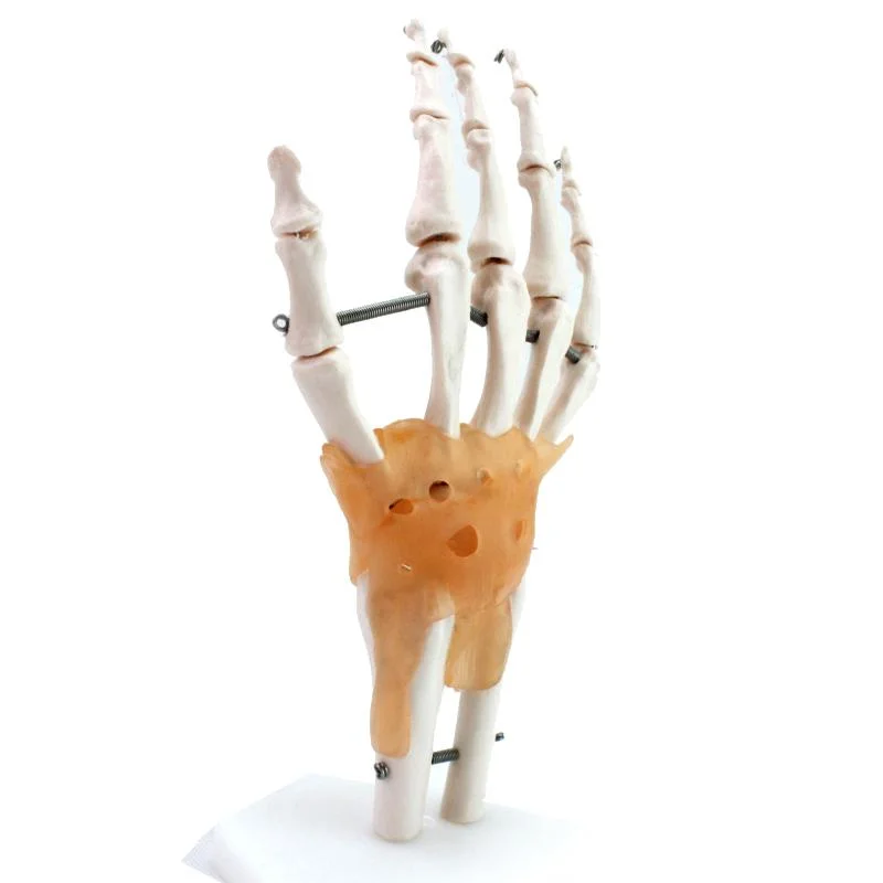 High Reproduction and Accuracy Medical Teaching Models Bone Color Human Teaching Skeleton Model of Hand Joint