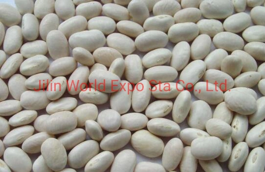 Wholesale/Supplier Dried White Kidney Beans for Food China