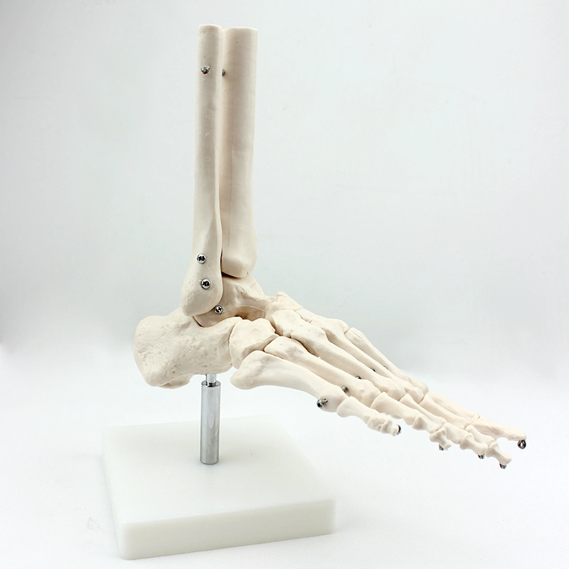Modelos de Enseñanza médica Color óseo Enseñanza humana Modelo de esqueleto Hueso del pie