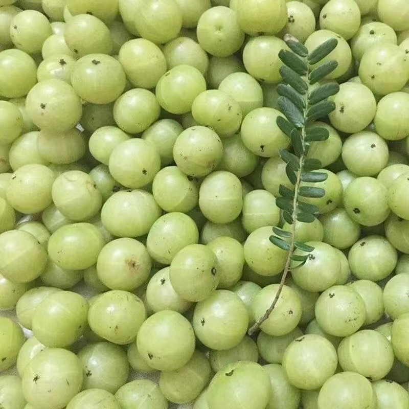 Herbes naturelles soin des cheveux plante Phyllanthus Emblica myrobalan séché de groseille de chèvre Fruit Amla