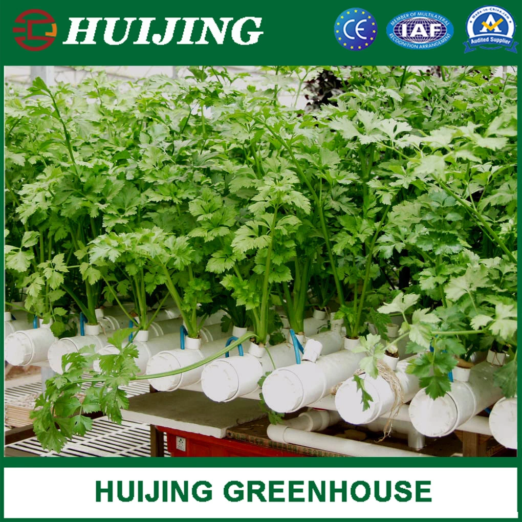 Huijing Nft Hydroponics System in Greenhouse for Vegetables