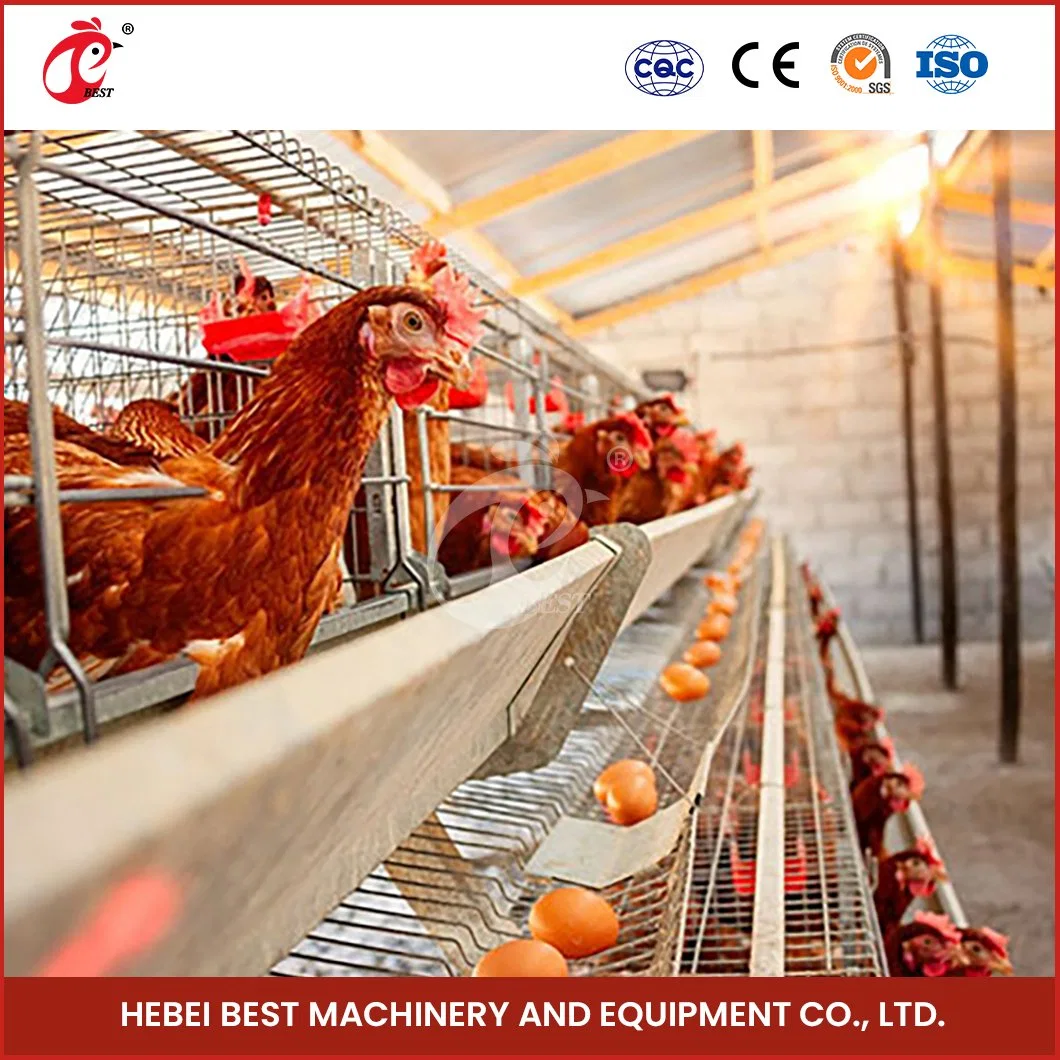 Bestchickencage الطبقة العادية Cage الصين طبقة الدجاج المنقولة Coop الشركة المصنعة البيض المادة عالية الجودة البيض زرع الدجاج Coop