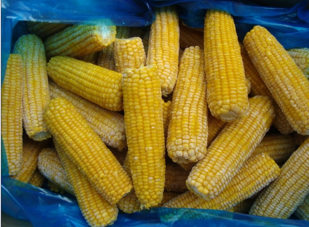 China Frozen Sweet Corn COB, Frozen Sweet Corn with Stem