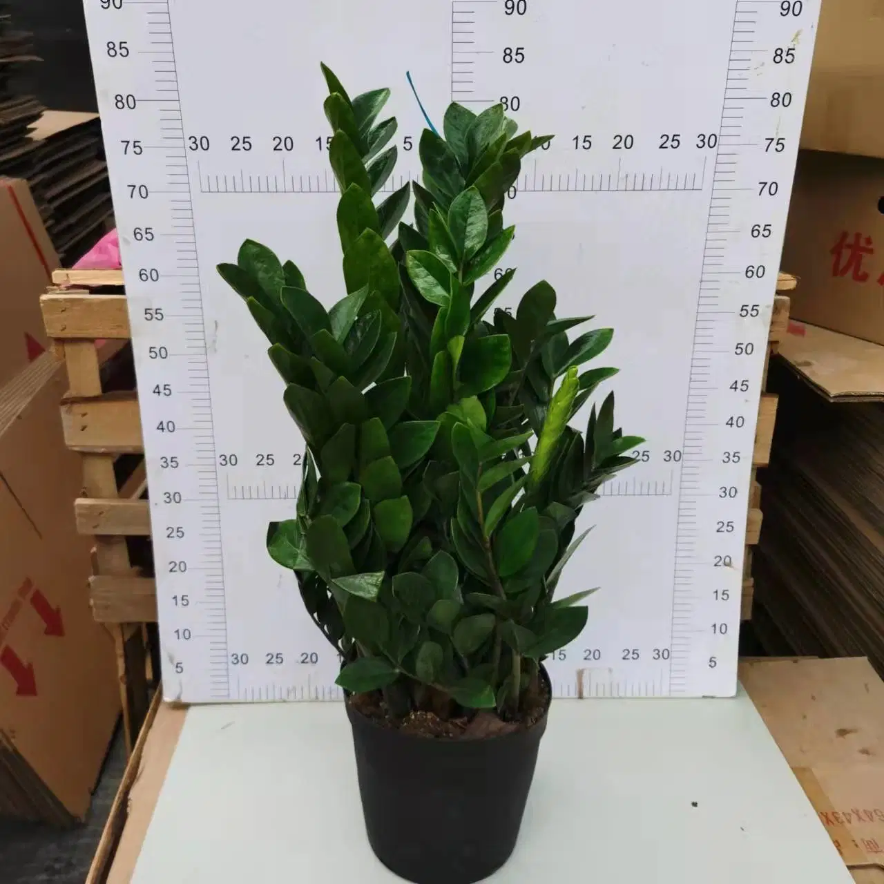 250#Zamioculcas Zamiifolia Araceae Zz Pflanze Blume Gärtnern Lebende Pflanze