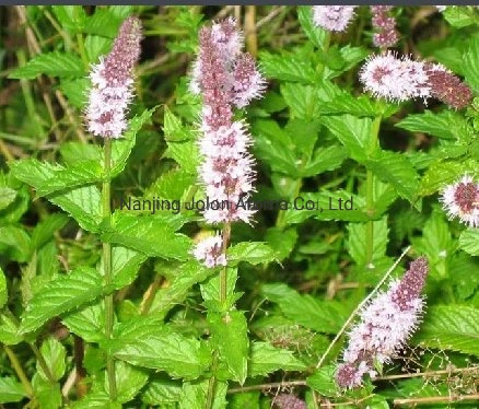 Big Discount Spearmint Oil, Natural Mentha Spicata Oil, CAS 8008-79-5 with Good Quality