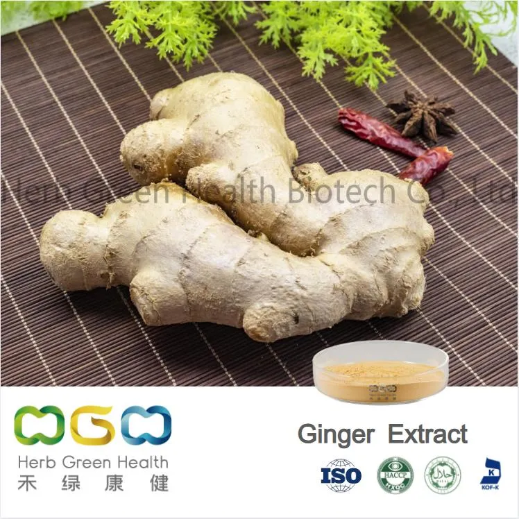 Wholesale/Supplier Natural Source GMP Factory Supply Powder Ginger Root Extract Gingerol