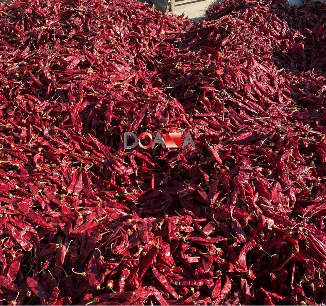 Poudre de paprika naturelle de saison en gros (Asta20-240)