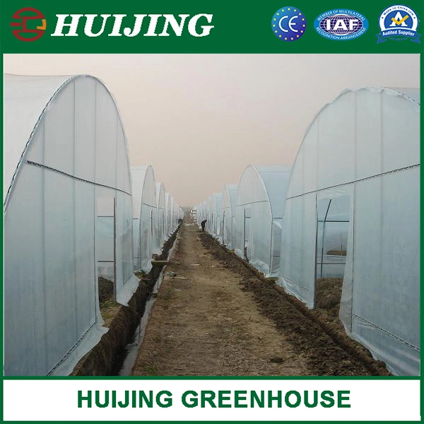 Hot Sale Polytunnel Single-Span Plastic/Film/PC Greenhouses for Agriculture